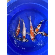 Ikan Koi Blitar 30-40cm Sq Kohaku Sanke Showa Blitar F1 Anakan Import