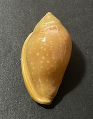 雪花穀米螺 Marginella sebastiani   A1241