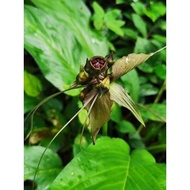 KELADI MURAI HUTAN 🌱 TACCA INTEGRIFOLIA / JANGGUT ADAM