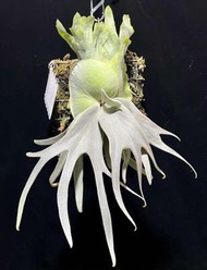 P.Willinckii Zero （孢子苗）