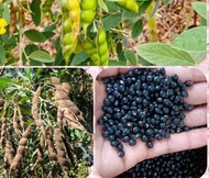 black kardis/kadyos seeds for planting