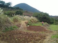 農地出租 景色超優！北投區 陽明山 十八份 假日農夫 休閒農園 休閒農民 菜園出租  有機蔬菜 水果