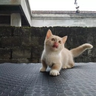 kucing munchkin male