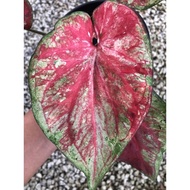 HN Caladium Thailand Hybrid🔥Special Caladium🔥Rare Plant🔥Pokok Bunga Hidup