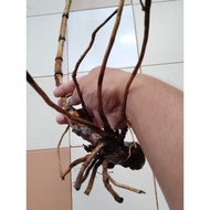 rotan songsang akar/songsang akar