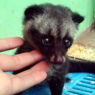 anak musang pandan imut gemesin