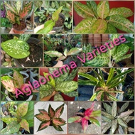 Aglaonema Varieties (Budget Items)