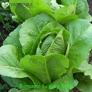 Romaine Lettuce Seeds - Lettuce Seeds Vegetable Seeds（500seeds）