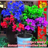 Mix Color 100pcs Seeds Bonsai Bougainvillea Seeds for Planting Potted Flowering Plant Seeds Climbing