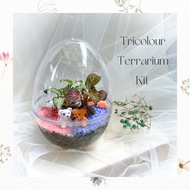 DIY Premium Terrarium Kit | Corporate/Online workshops available!