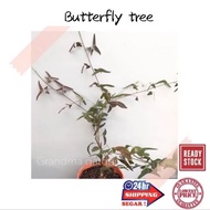 (GG real plant) butterfly tree  pokok hidup Rama-Rama christia vespertilionis live houseplant tumbuh