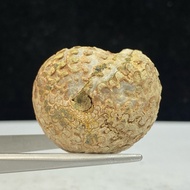 23Gr F osil Ammonite - Ammonite Full Suturenatural