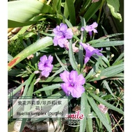 紫花芦莉草/翠芦莉种子Ruellia simplex seeds purple color flower