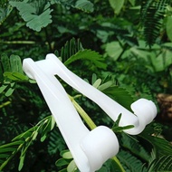 GANTUNGAN Support melon (1pcs) Melon Hanger MELON Hanger