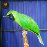 Burung Cucak Ijo Gacor Prestasi