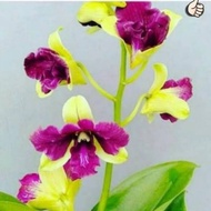 anggrek dendrobium dewasa trilips