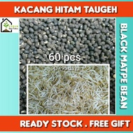 BIJI BENIH KACANG HITAM TAUGEH / BEAN SPROUT / BLACK MATPE BEAN