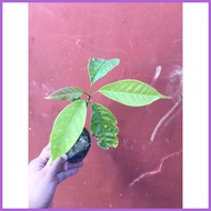 ❦ ◺ ◊ Mahogany seedling in small seedling bag
