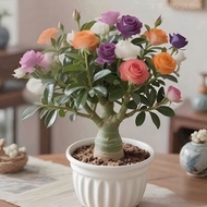 Multi - colored/Desert Rose Flower - Multi - branched Flowering Plant/Greenery