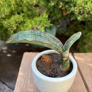 埃及豔后虎尾蘭 整盆 多肉植物 龍舌蘭科
