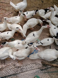 bebek afkir