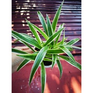 Spider Plants~Cholorophytum Comosum~吊兰