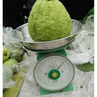 Pokok jambu lohan Hybrid
