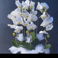 Bunga Anggrek Bulan Hidup | Bunga Anggrek Bulan Putih Segar | Size XL