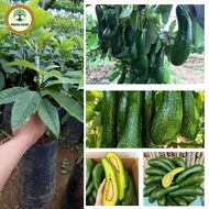 ต้นอะโวคาโด 034 ต้นกล้าจากการเพาะเมล็ด สูง 60-80 ซม. อะโวคาโด 034 ให้ผลผลิตสูง เนื้อเหนียว ไขมันสูง