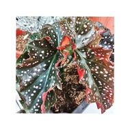 tanaman begonia/begonia polka dot/bunga begonia