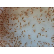 daphnia magna kutu air gergasi cepat biak