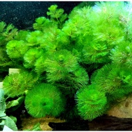 Green Arhat Seaweed, Extremely Beautiful Aquatic Red Arhat Seaweed Without Co2 - Suitable for outdoo