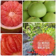 Anak pokok limau bali merah cepat berbuah hybrid-Fruit Nursery Malaysia
