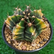 Gymnocalycium mihanovichii (Rootbeer) 7cm pot