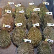 READY DURIAN UTUH FRESH MUSANG KING READY YA AGAN AGAN