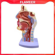 [FlameerMY] Human Anatomical Nasal Cavity Throat Anatomy Model 4.74.79.5 Inches