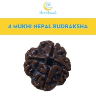 / Nepal 4 Mukhi ( 4 Faces/ 4 Mugam) Rudraksha Bead With Lab Certificate | The 5 Elements