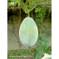 BIJI BENIH KUNDUR MINI / BIJI BENIH KUNDUK KECIL / KUNDUK KECILKUNDUR MINI / KUNDUR / BUAH KUNDUR / 