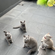 british shorthair kucing