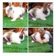 ANAKAN KELINCI ANGGORA FUZZY LOP