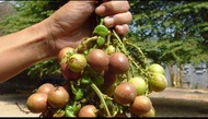 Anak Pokok Matoa(3rasa,Durian,Rambutan,Laici)