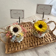 索拉花擴香小盆栽