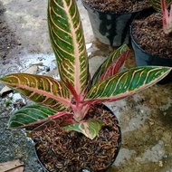 tanaman hias indoor - aglonema red Sumatra - aglonema pride sumatra