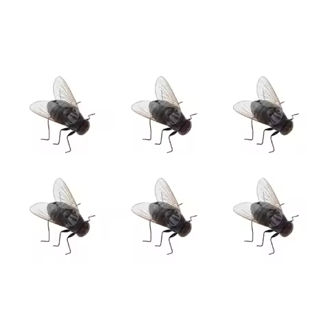 Small Insect Fridge Magnets Strong Magnets Simulation Fly Fridge Magnet for Home