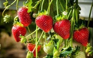 [包郵］草莓/士多啤梨種子 Strawberry seeds
