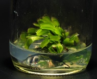 ต้นไม้​ พืชกินแมลง กาบหอยแครง Venus​ flytrap​ Carnivorous Plants