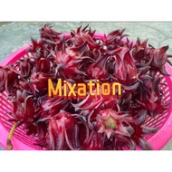 Fresh Roselle 🌹洛神花🌹Bunga Roselle 500g 1kg organic Flower Home Grown ribena 自家种植