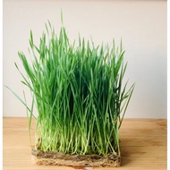 WHEATGRASS SPROUT SEEDS repack (approx 120 seeds)