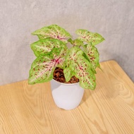 瑪菲特小姐彩葉芋 日式塑陶盆 室內植物 觀葉植物 禮物 辦公室小