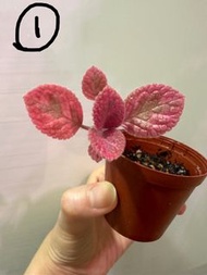 粉紅喜蔭花 pink episcia Unpredictable helen